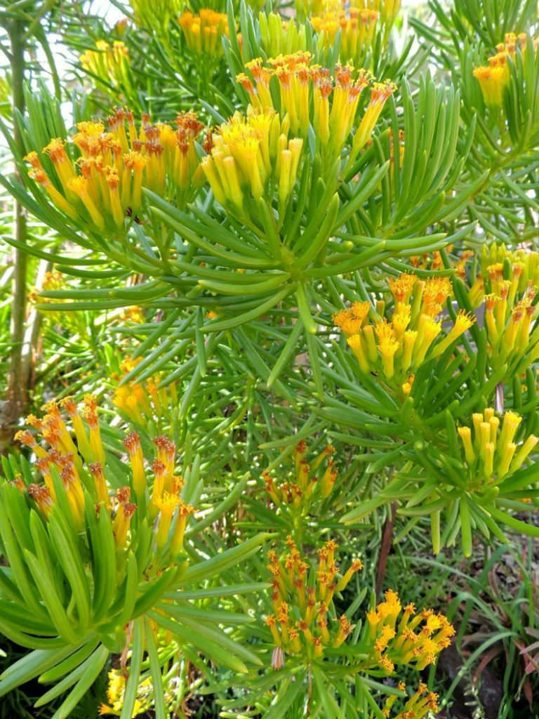 Senecio barbertonicus