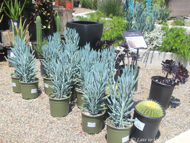 Senecio ficoides 'Mount everest'