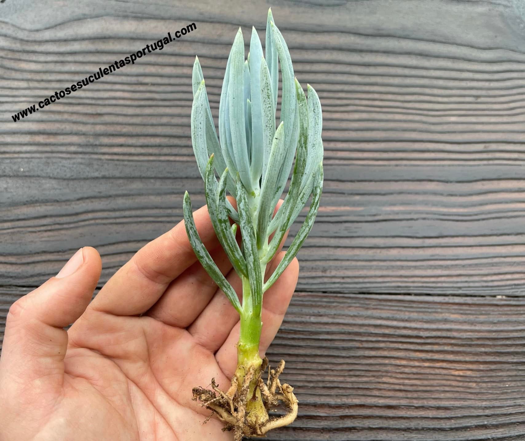 Senecio ficoides 'Mount everest'