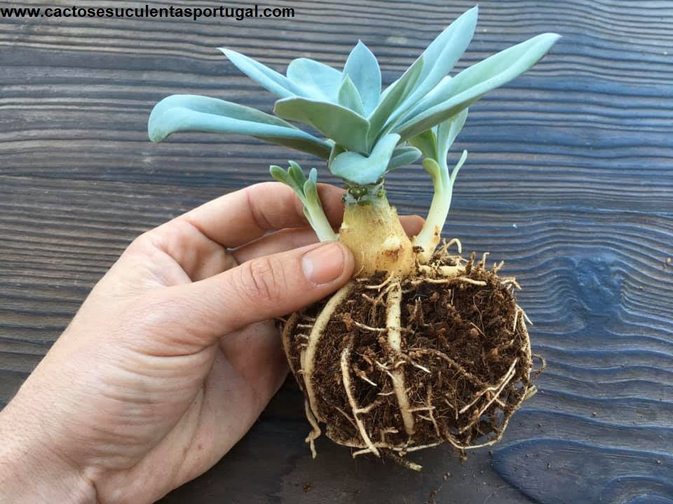 Senecio galpinii