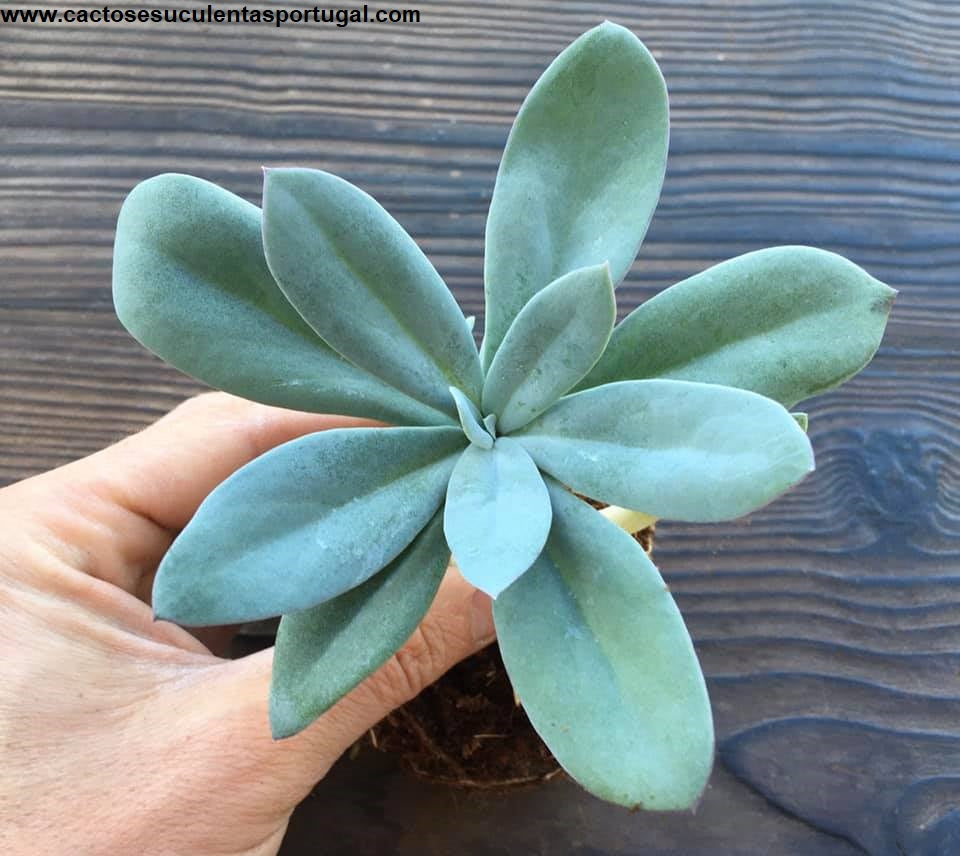 Senecio galpinii