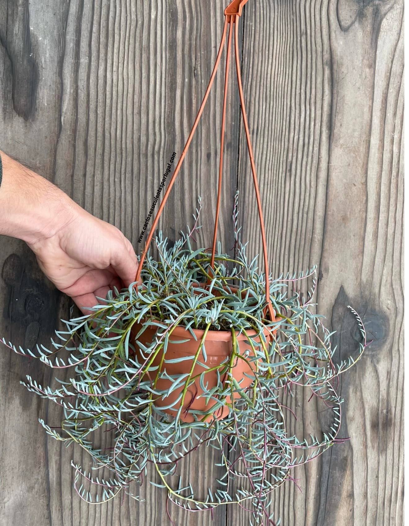 Senecio hallianus, 'feijão azul'