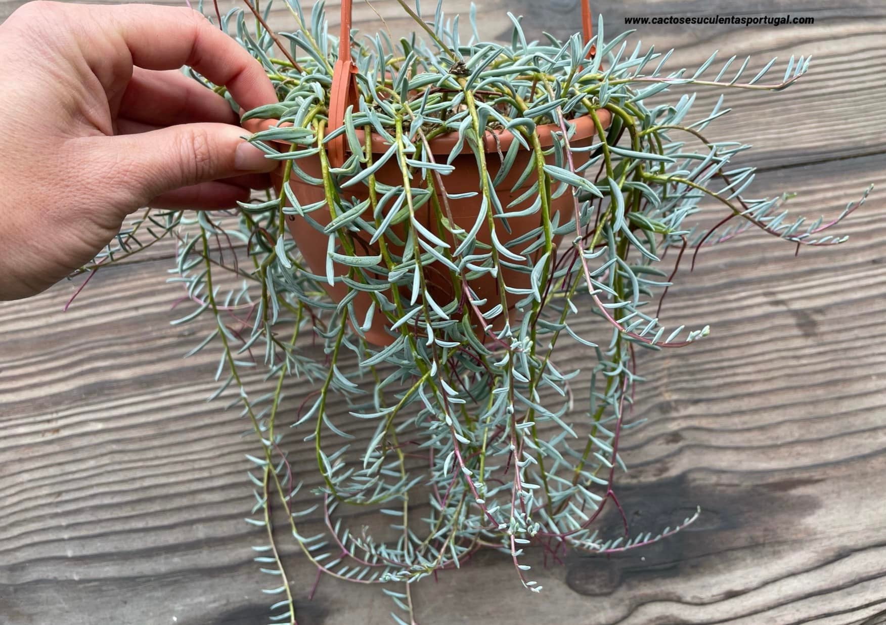 Senecio hallianus, 'feijão azul'