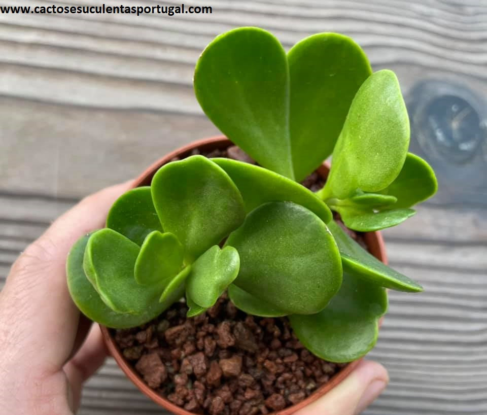 Senecio jacobsenii Trança de cigana