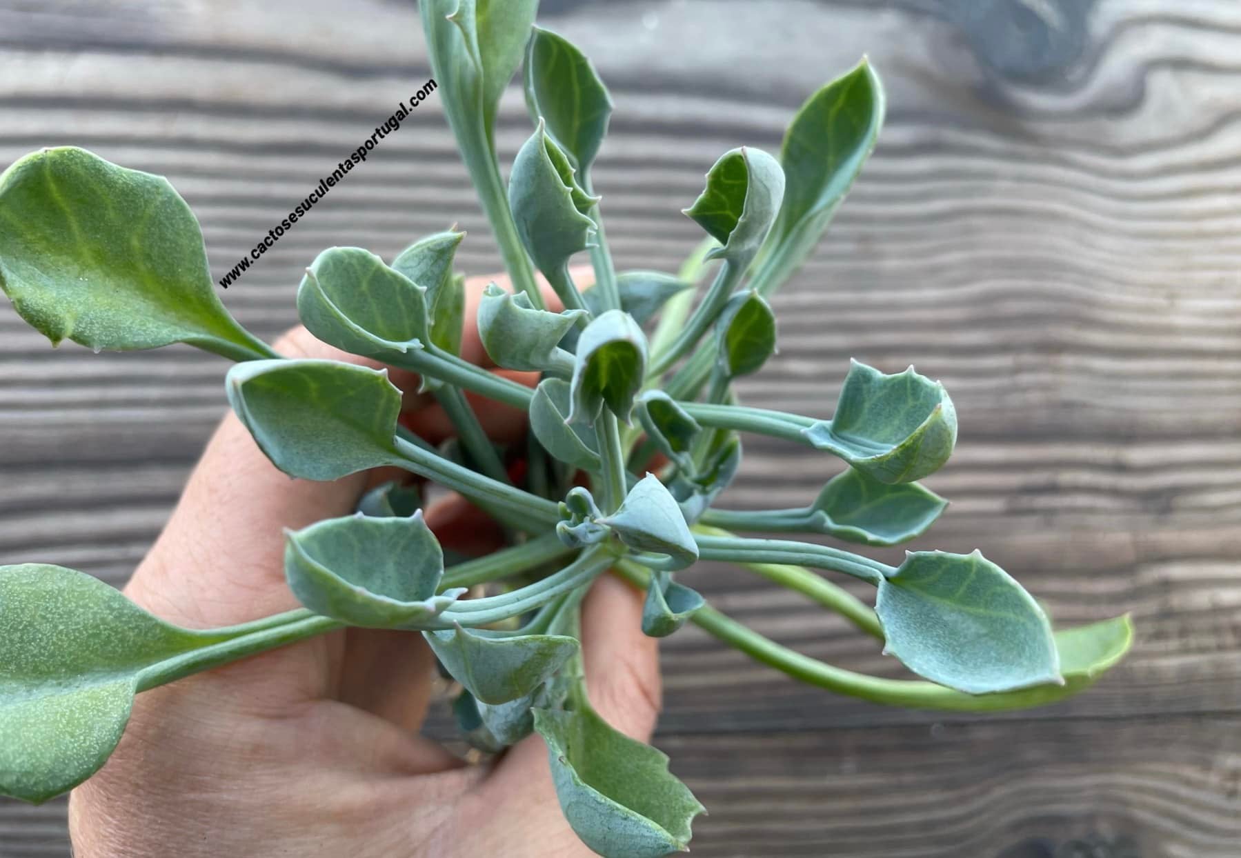Senecio kleiniiformis
