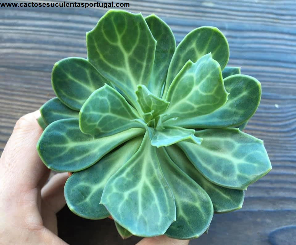 Senecio Obovatus