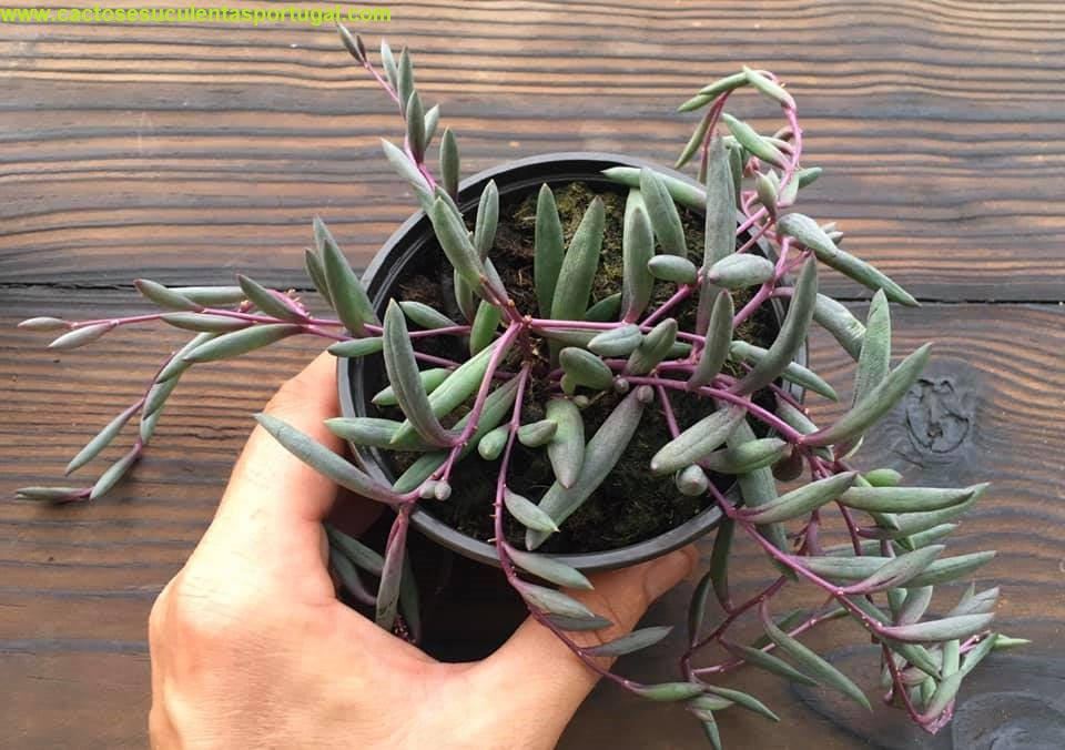 Senecio othona campensis "Colar de ruby", Ruby Necklace