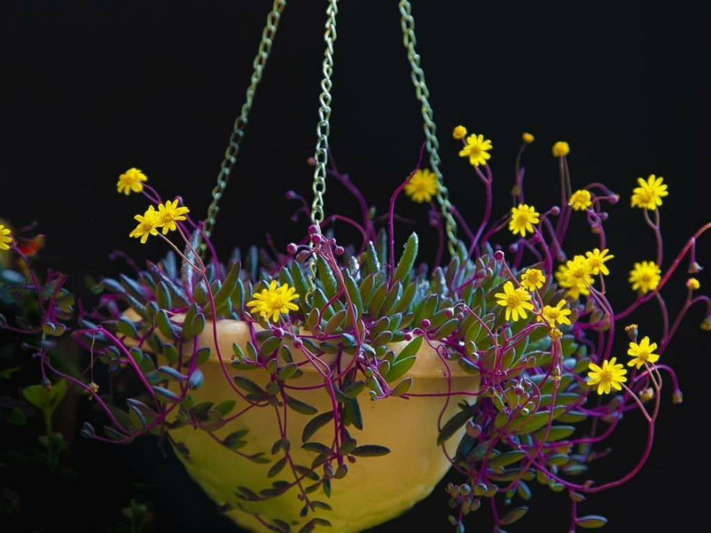 Senecio othona campensis "Colar de ruby", Ruby Necklace