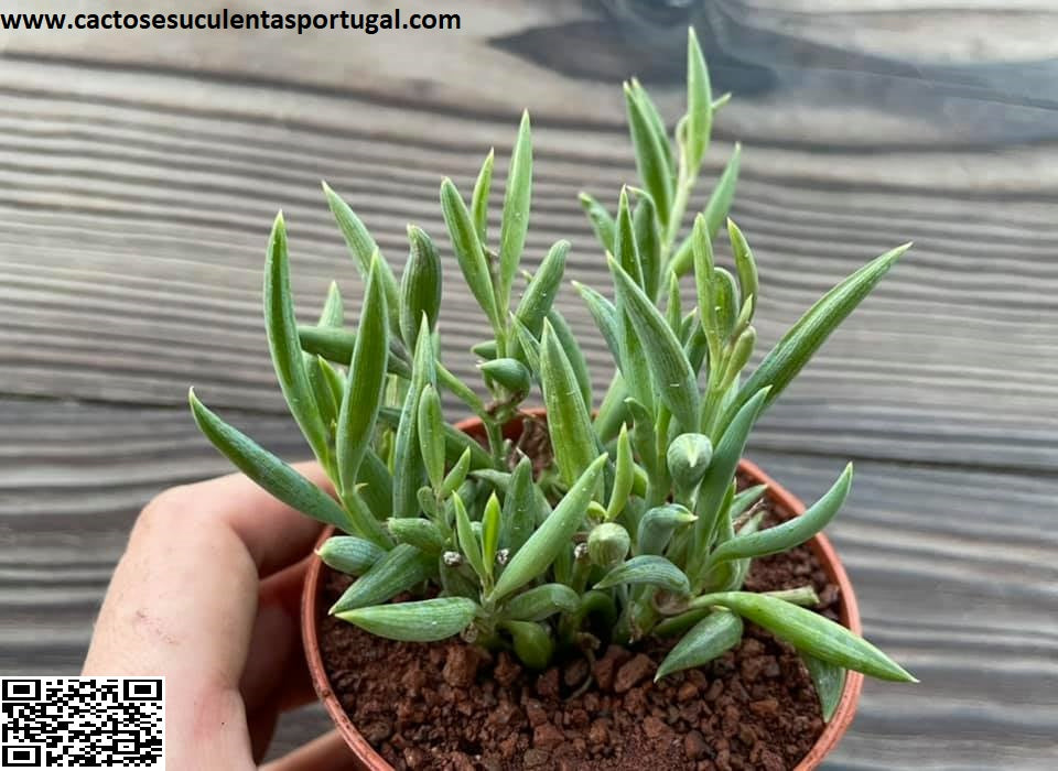 Senecio radicans  'colar de bananas'
