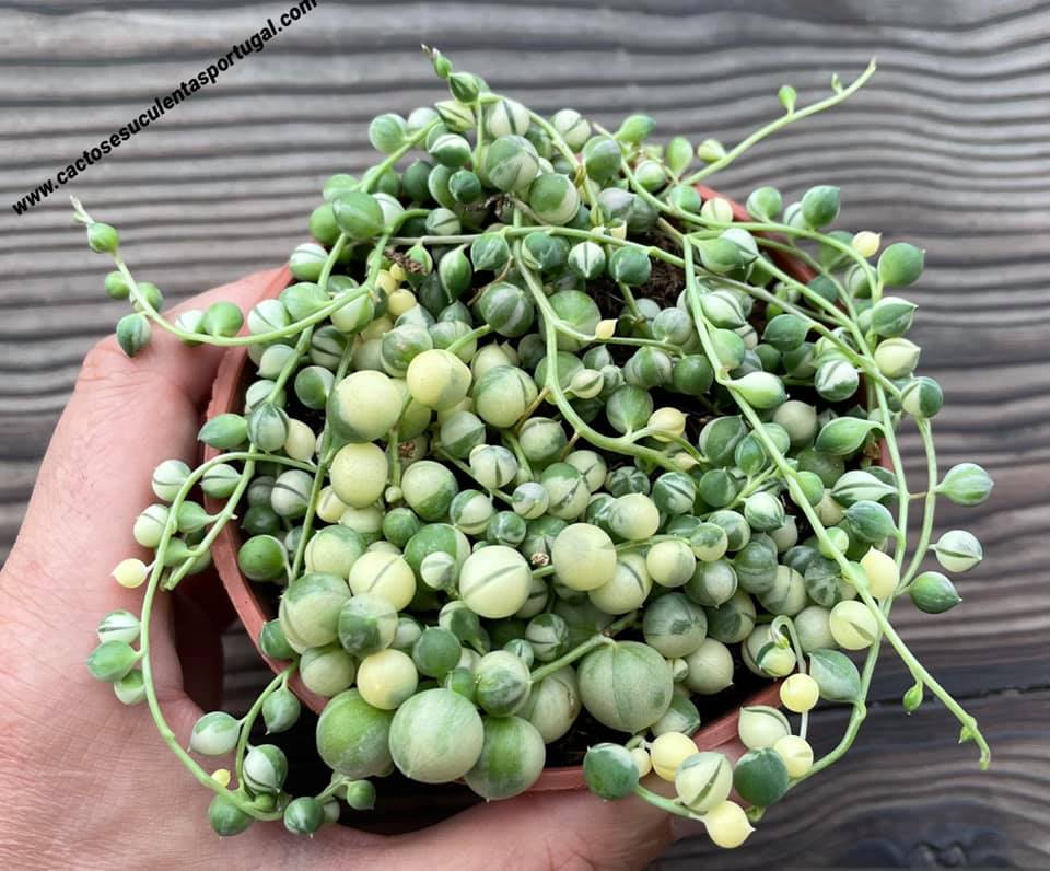 Senecio rowleyanus variegata 