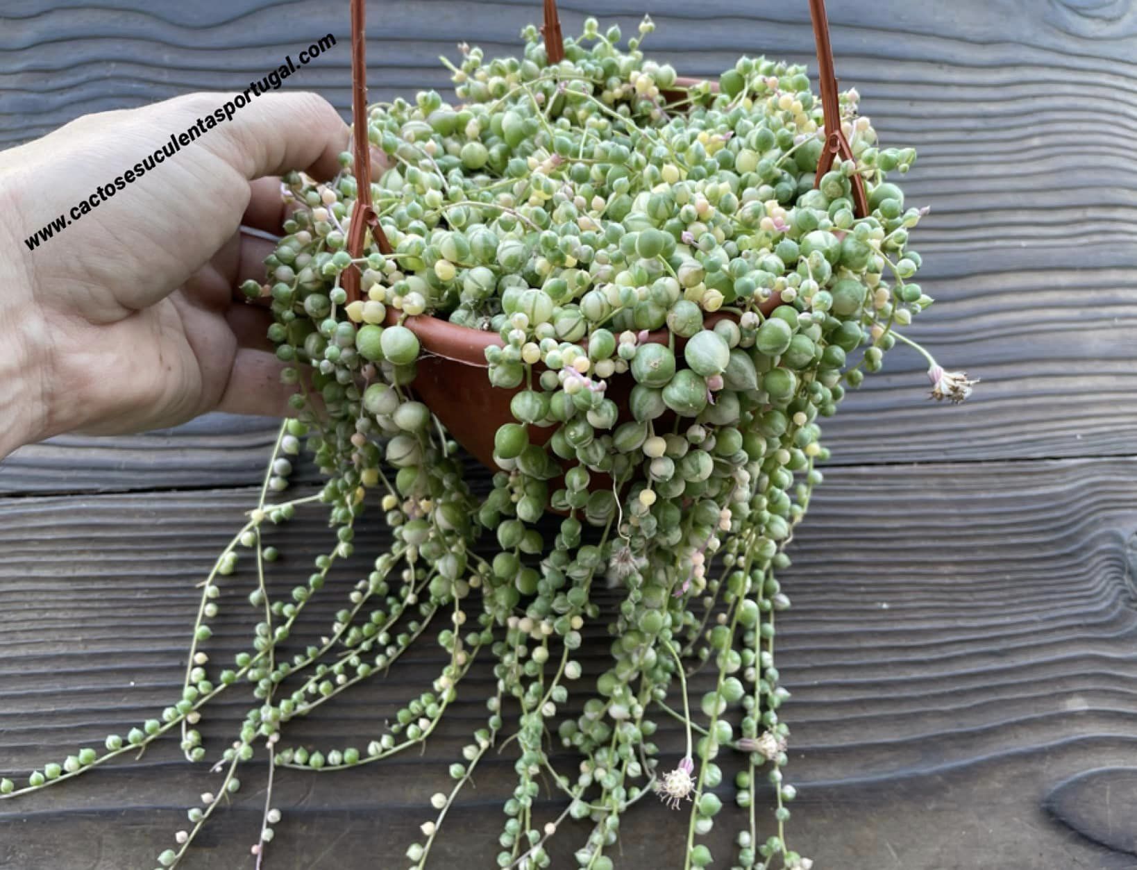 Senecio rowleyanus variegated