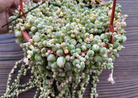 Senecio rowleyanus variegated