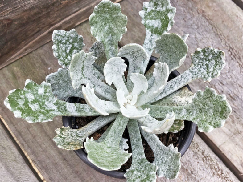 Senecio scaposus var. addoensis