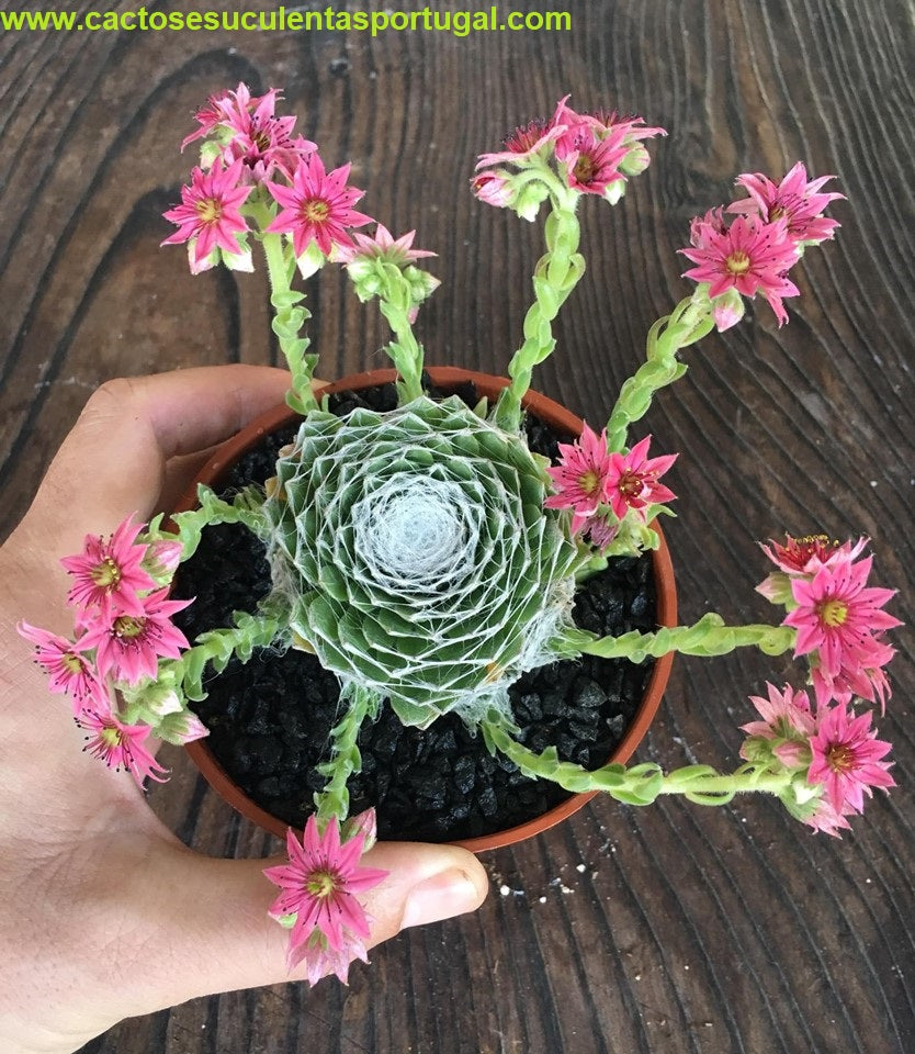 Sempervivum arachnoideum