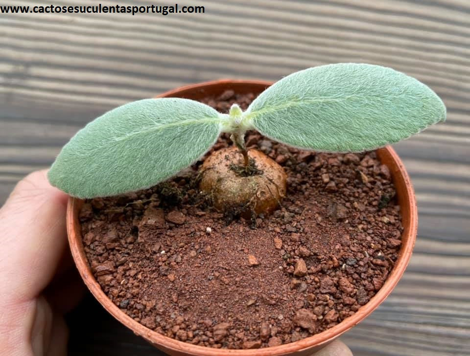 Sinningia leucotricha (Brazilian Edelweis)