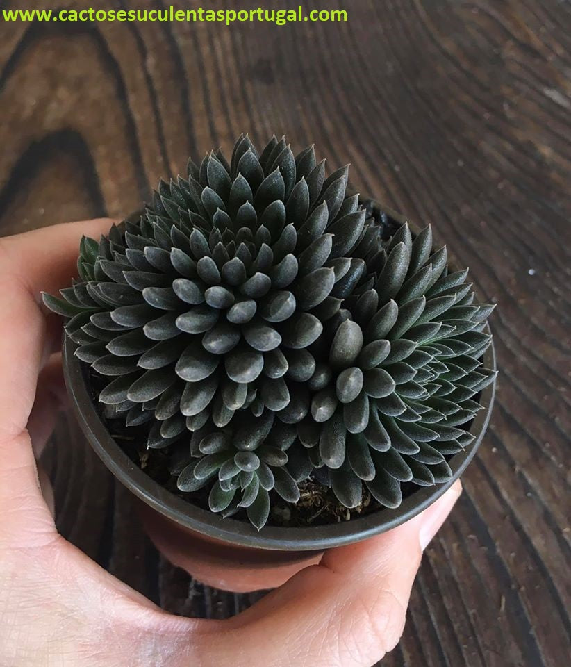 Sinocrassula yunnanensis 'Napoli Noire'