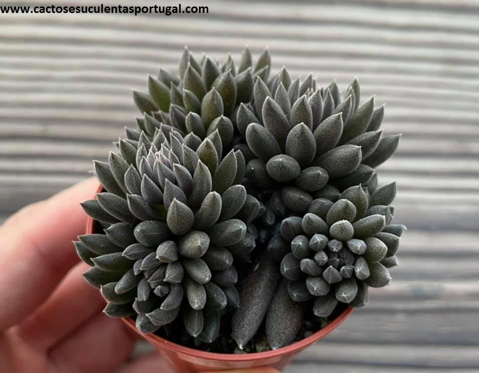 Sinocrassula yunnanensis 'Napoli Noire'