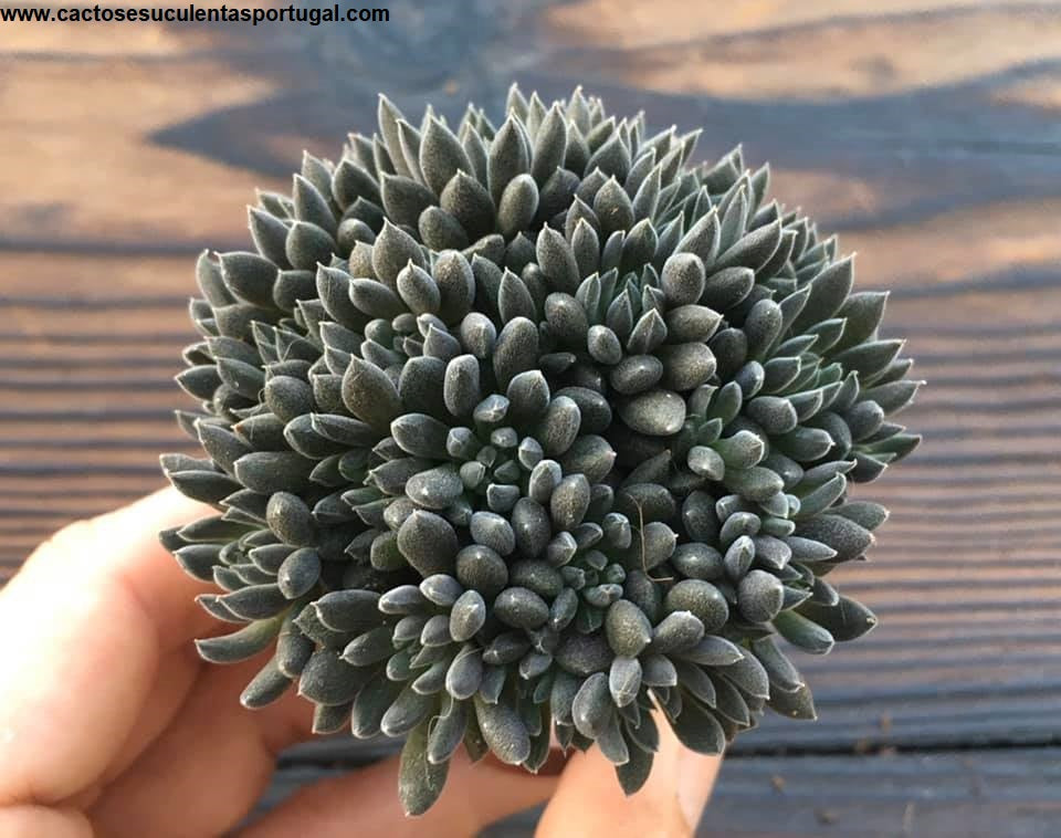 Sinocrassula yunnanensis 