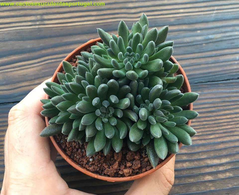 Sinocrassula yunnanensis 