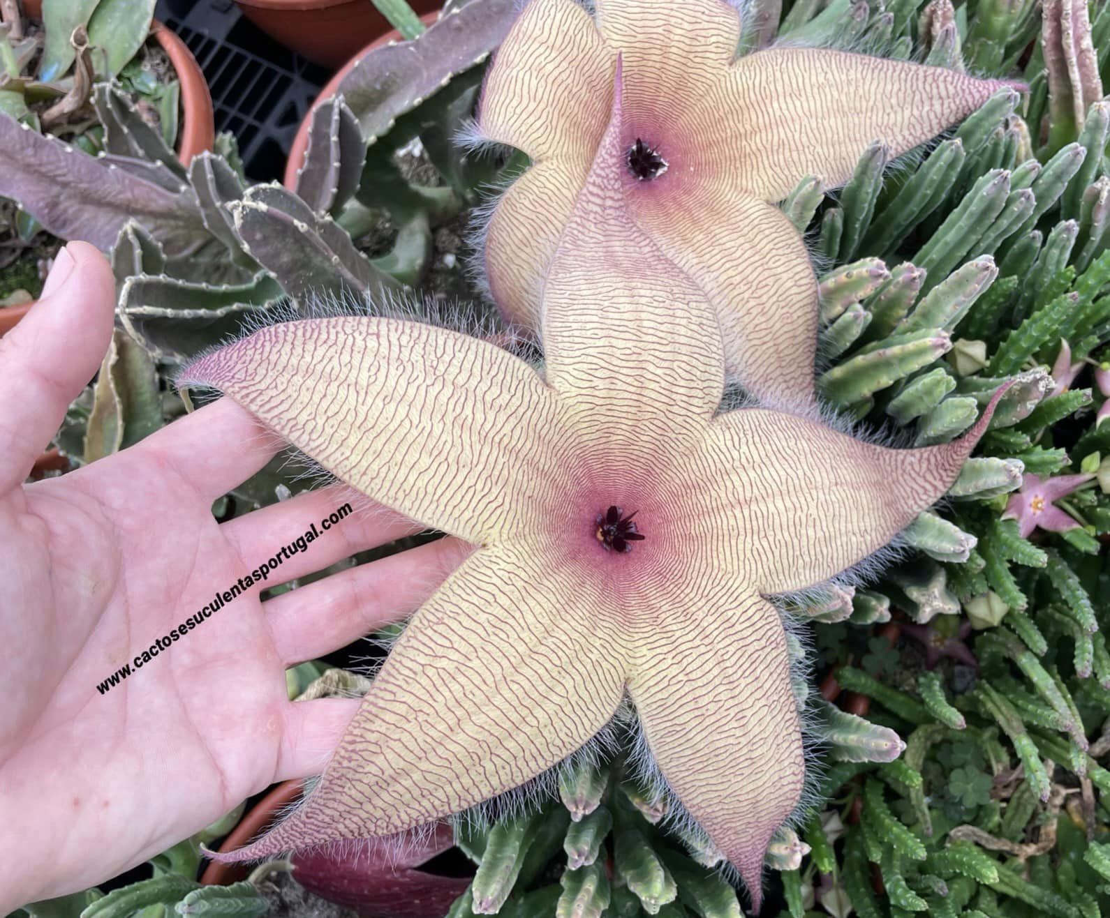 Stapelia gigantea pallida