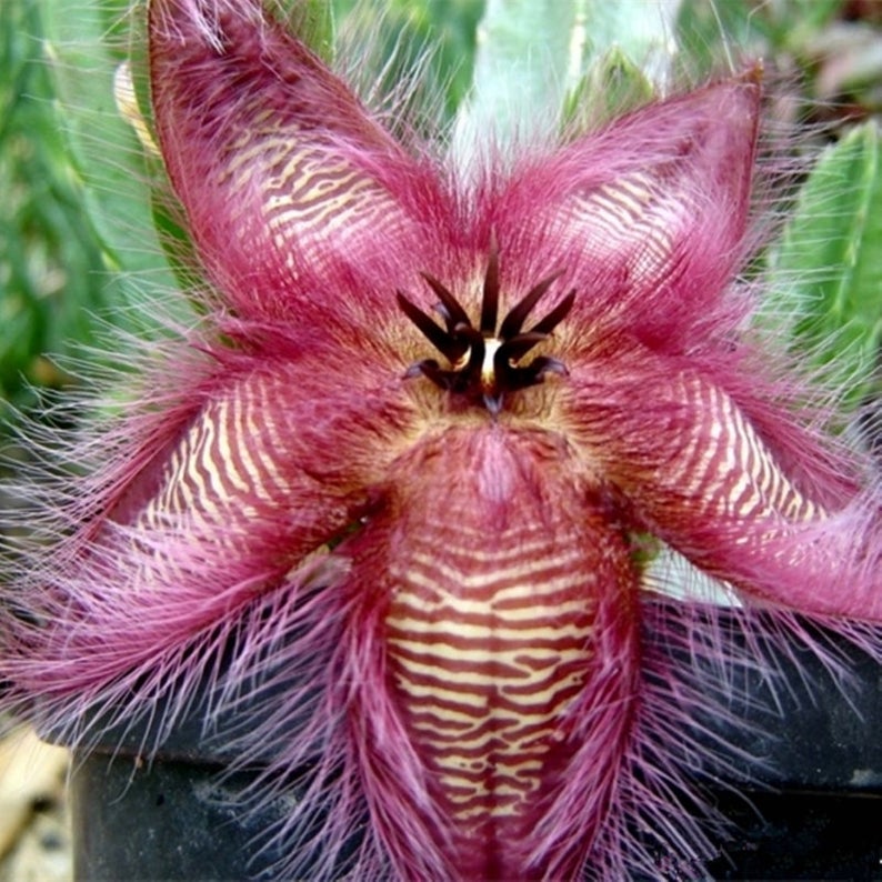 Stapelia Hirsuta