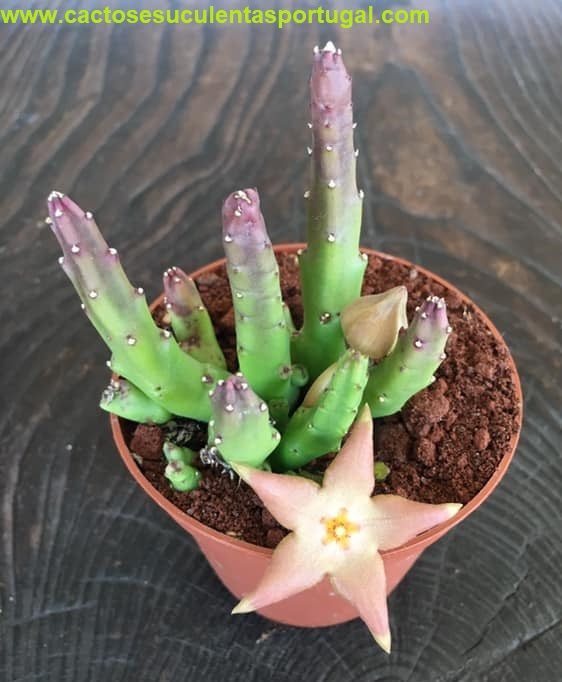 Stapelia divaricata