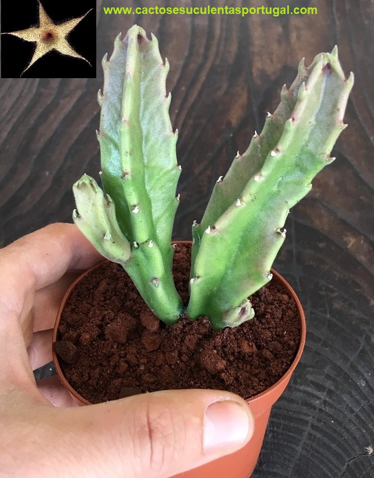 Stapelia gigantea pallida