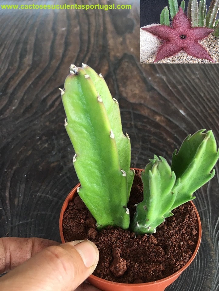 Stapelia grandiflora