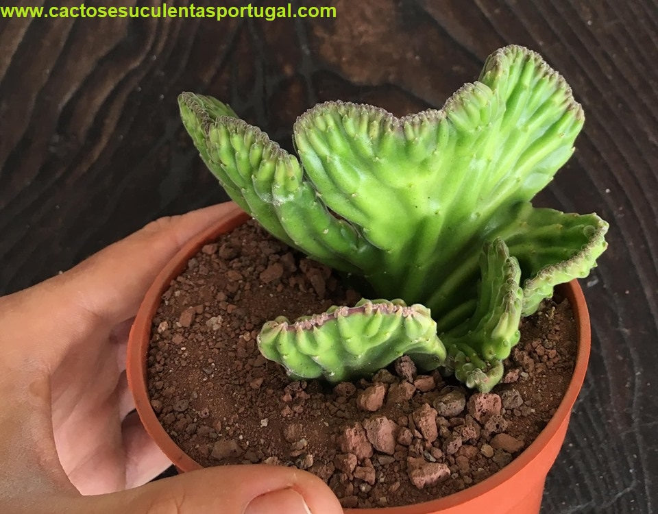 Stapelia leendertziae-Form. Cristata