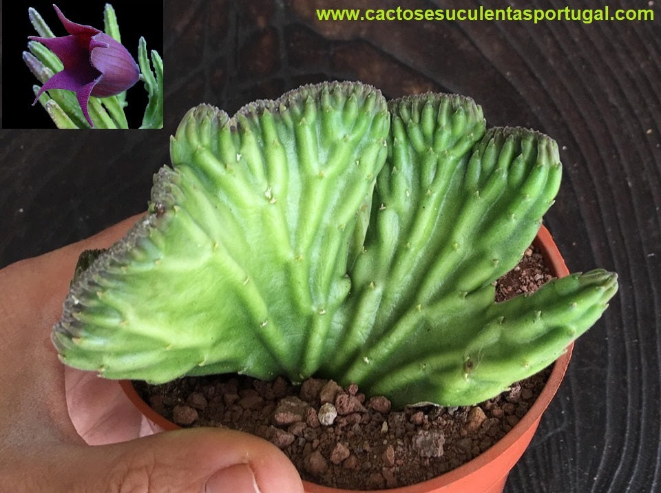 Stapelia leendertziae form. cristata 