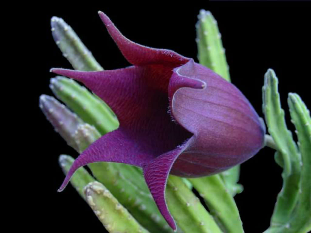 Stapelia leendertziae form. cristata