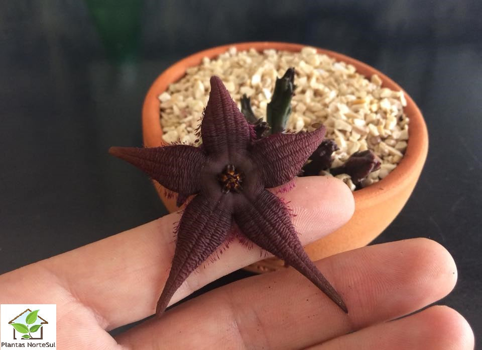 Stapelia schinzii var. angolensis