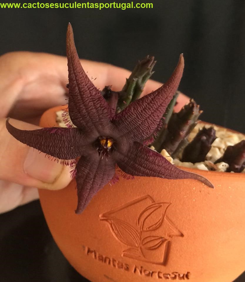 Stapelia schinzii var. angolensis