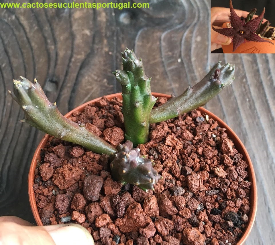Venda de Suculentas Selecção Asclepias