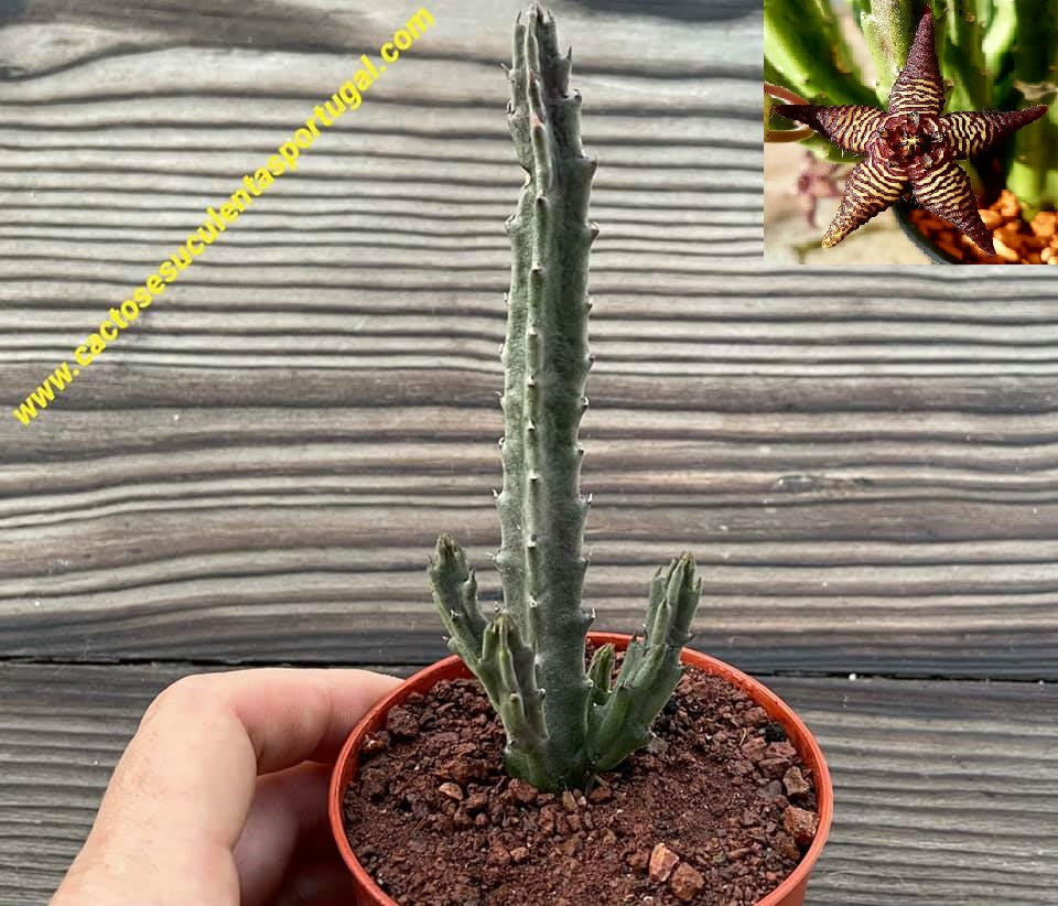 Stapelia cedrimontana