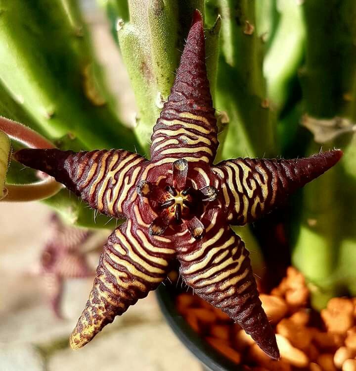 Stapelia cedrimontana