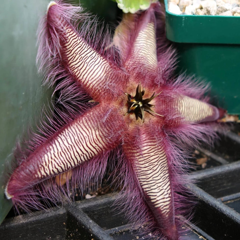 Stapelia gettleffii