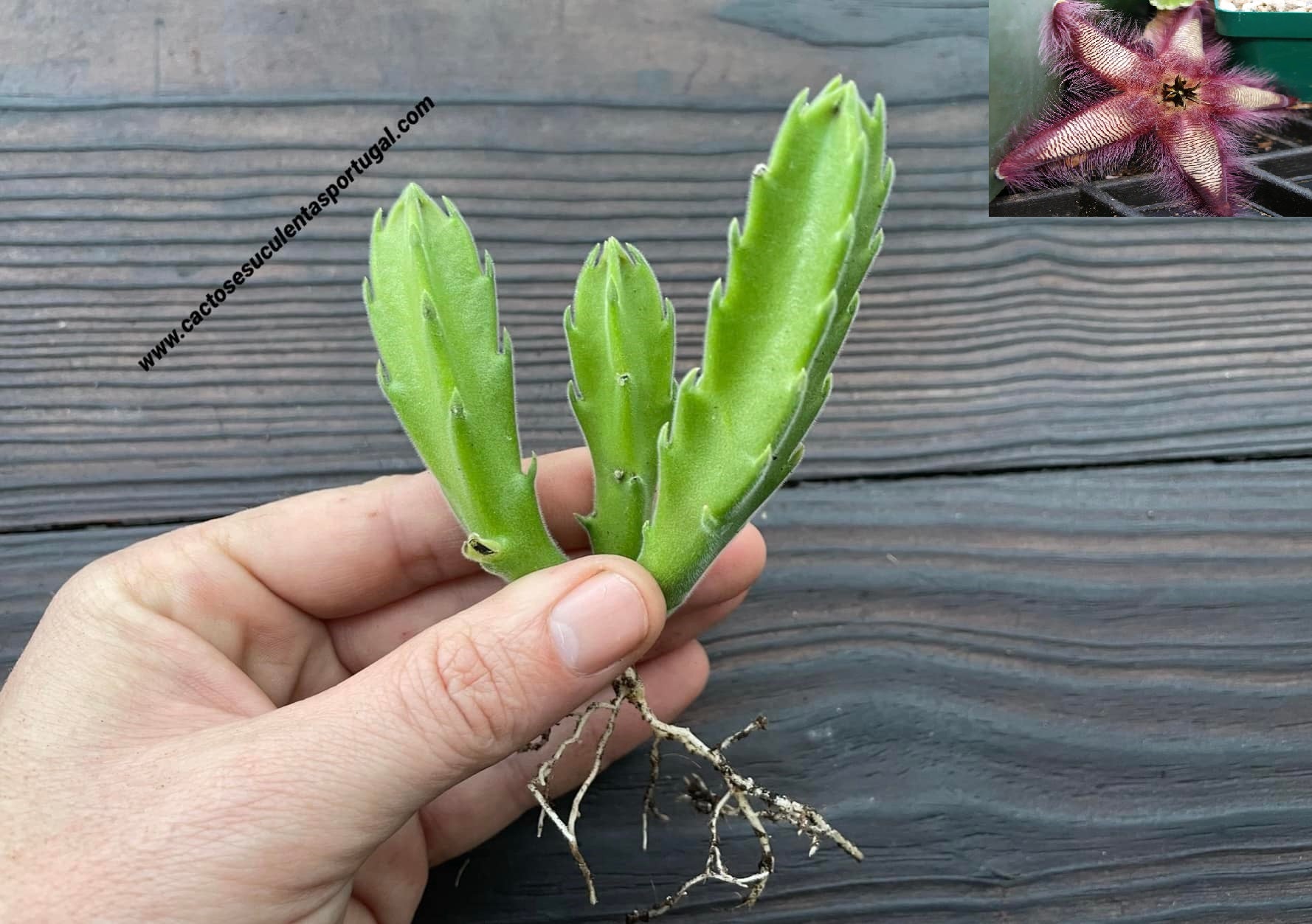 Stapelia gettleffii