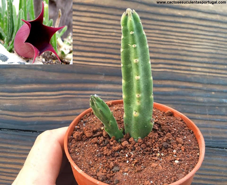 Stapelia leendertziae