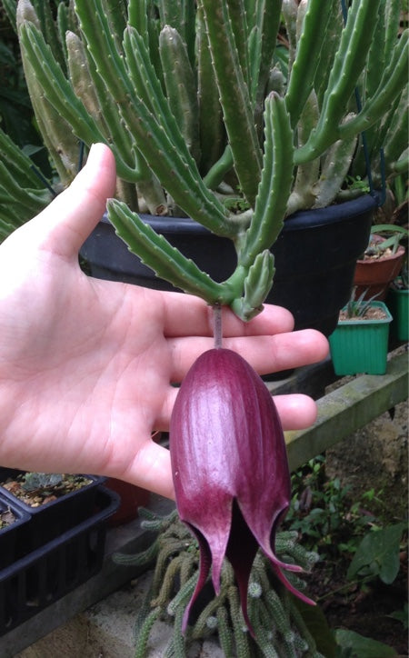 Stapelia leendertziae