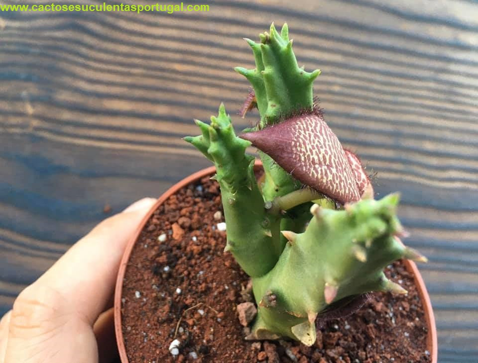 Stapelia mutabilis