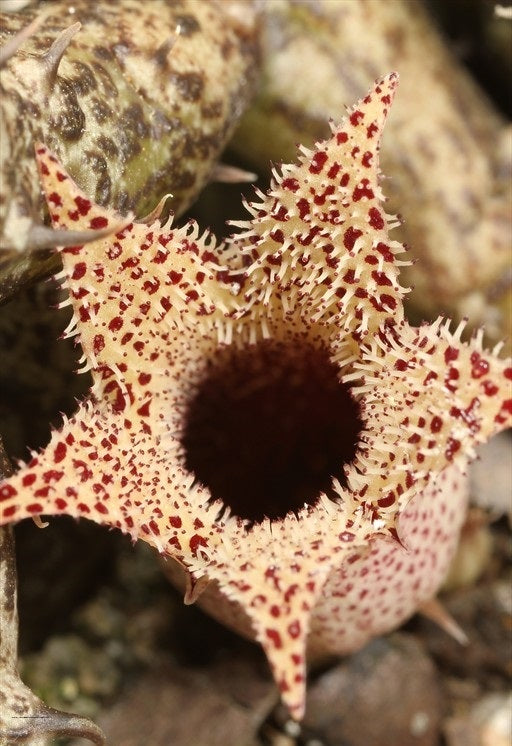 Stapelianthus decaryi
