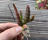 Stapelia paniculata var. scitula 