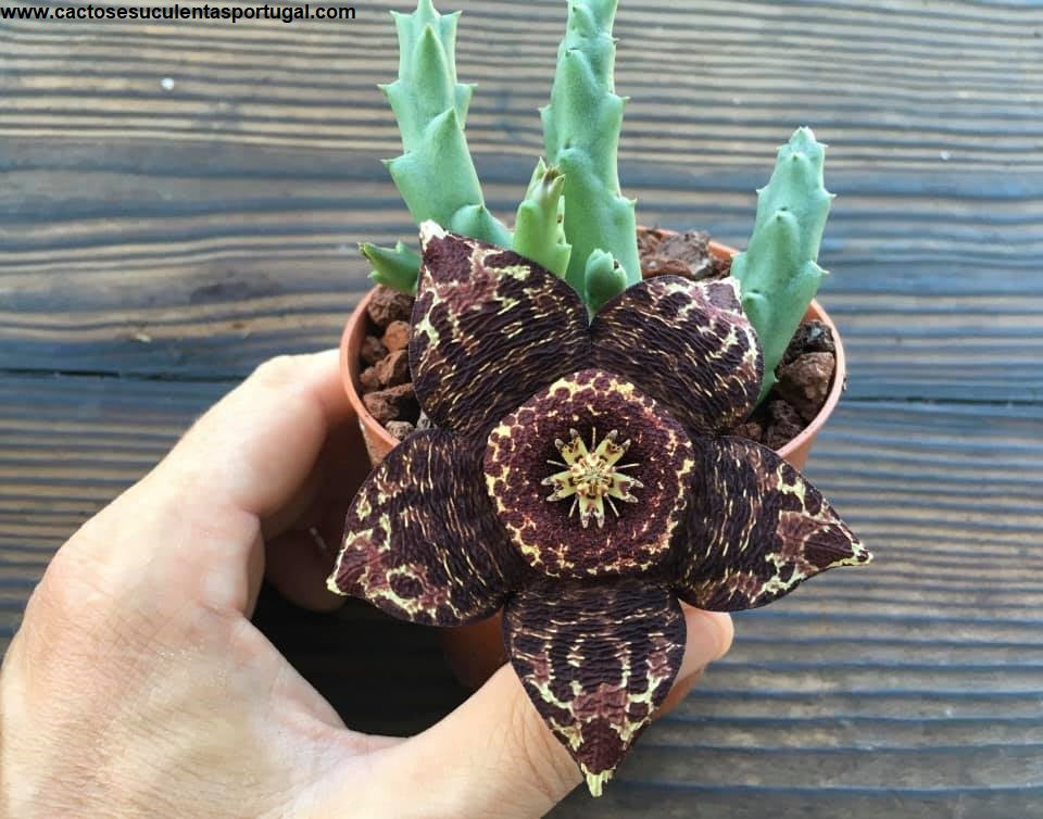 Stapelia variegata