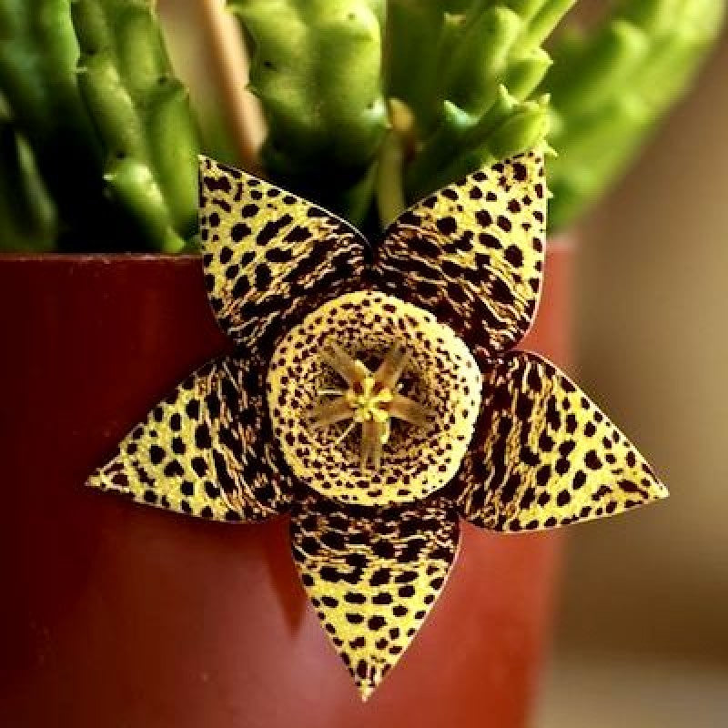 Stapelia variegata f. minima