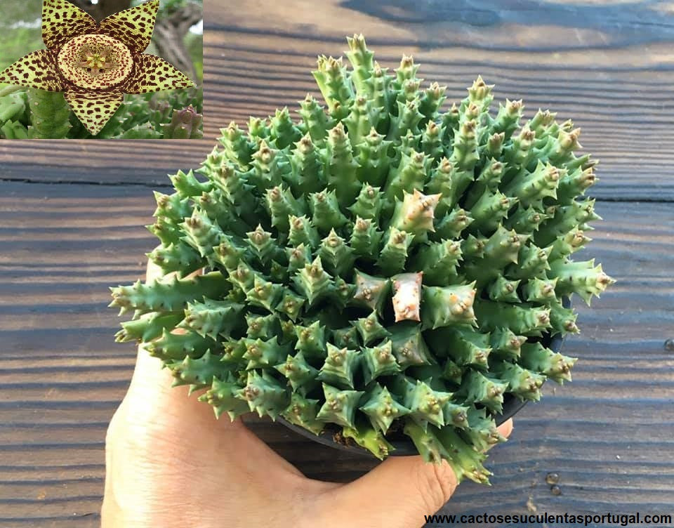 Stapelia variegata f. minima