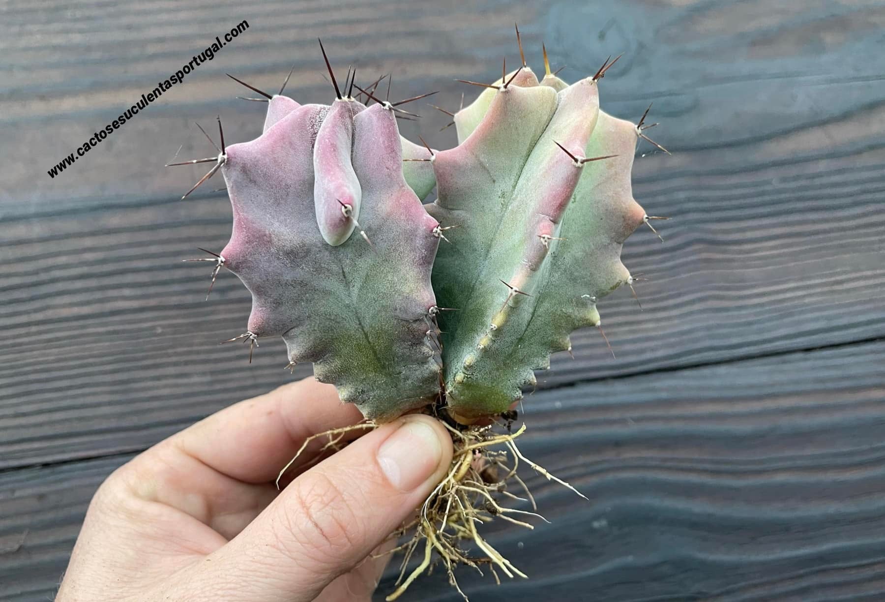 Stenocereus pruinosus double head
