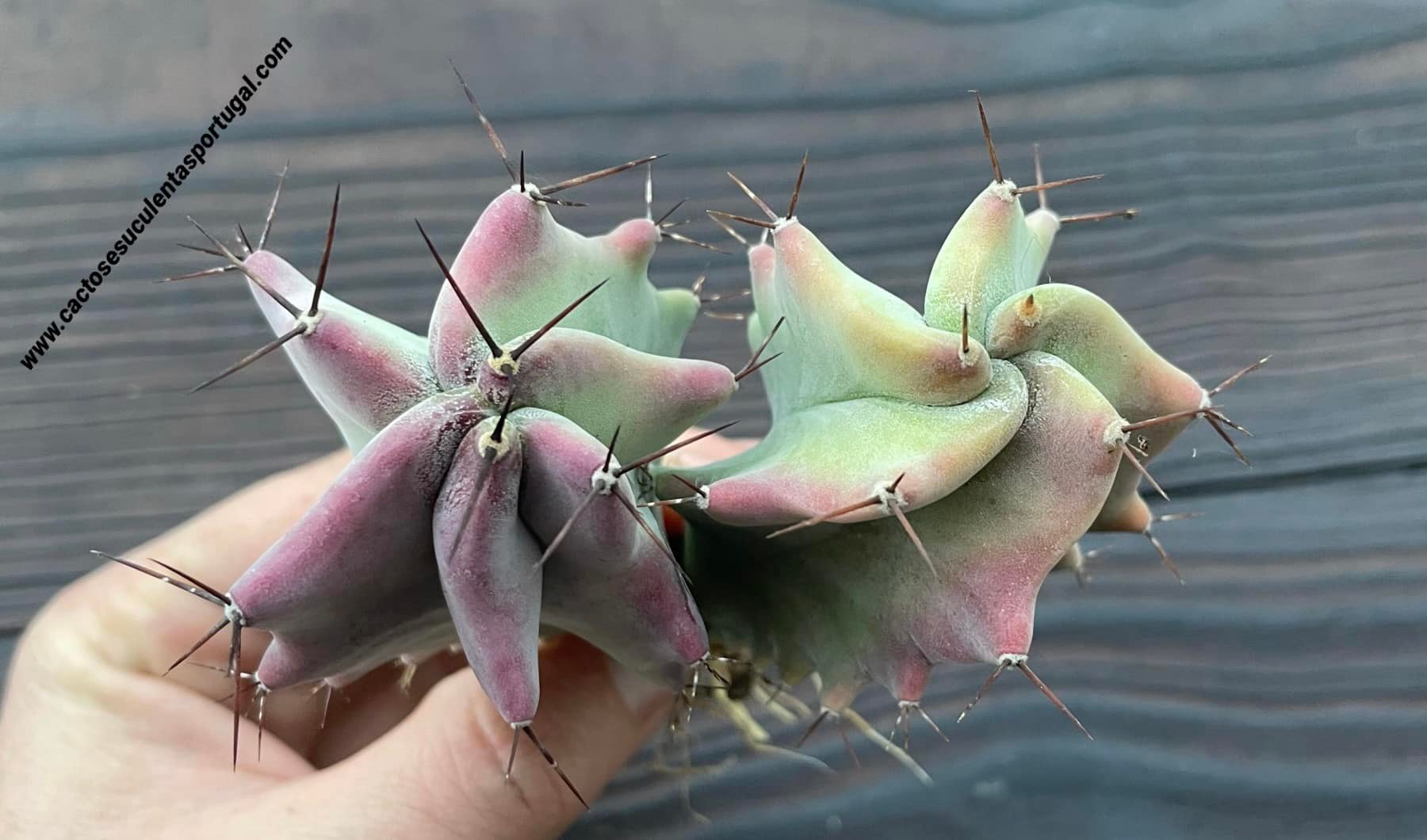 Stenocereus pruinosus double head