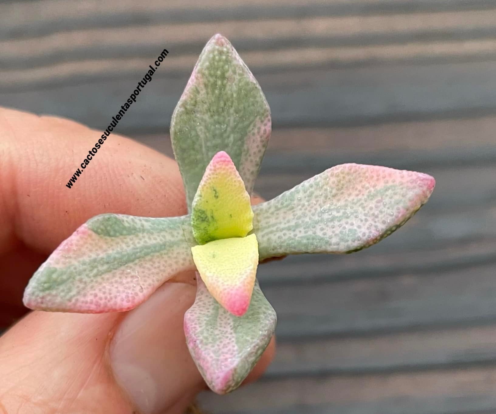 Stomatium pyrodorum-Form. variegata - SELTEN