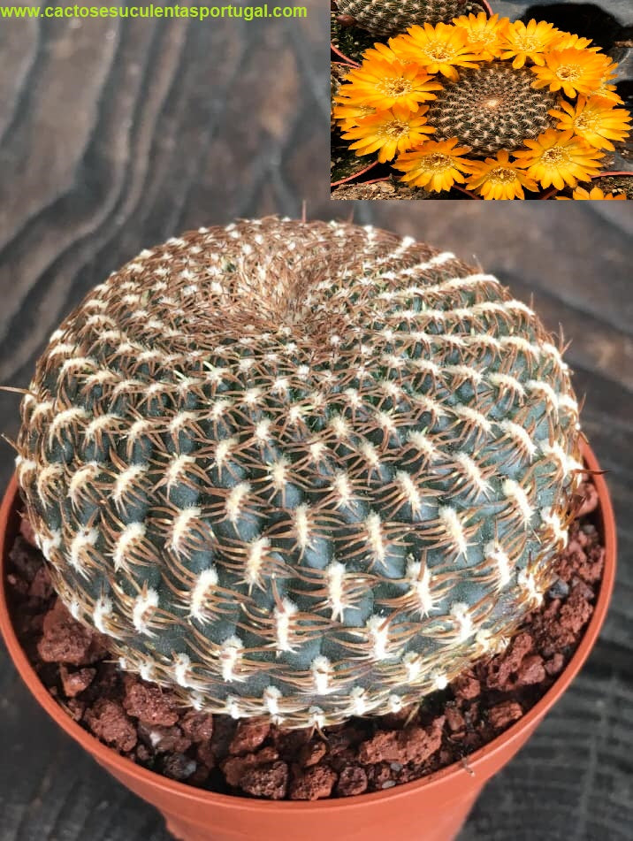 Sulcorebutia arenacea